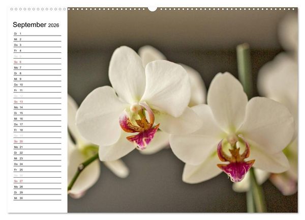 Produktbild: Bl&uuml;tenzauber Orchideen (hochwertiger Premium Wandkalender 2026 DIN A2 quer), Kunstdruck in Hochglanz