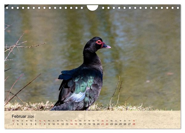 Produktbild: Wildes Stadtleben in M&uuml;nchen (Wandkalender 2026 DIN A4 quer), CALVENDO Monatskalender