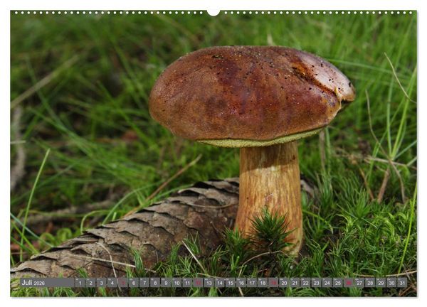 Produktbild: PILZE IM WALD (hochwertiger Premium Wandkalender 2026 DIN A2 quer), Kunstdruck in Hochglanz