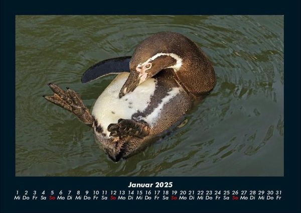 Produktbild: Pinguine & Eisb&auml;ren 2025 Fotokalender DIN A4