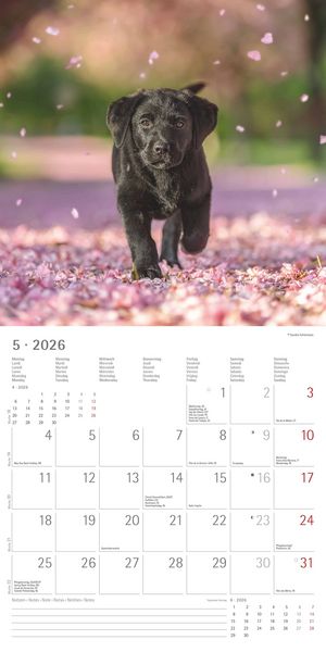 Produktbild: Hunde 2026 - Broschürenkalender 30x30 cm (30x60 geöffnet) - Kalender mit Platz für Notizen - Dogs - Bildkalender - Wandkalender - Hundekalender