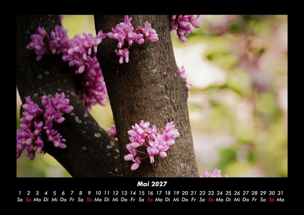 Produktbild: Blumentr&auml;ume 2027 Fotokalender DIN A3