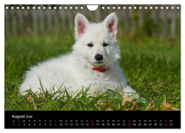 Produktbild: Wei&szlig;er Schweizer Sch&auml;ferhund - Ein Tag im Leben einer Hundefamilie (Wandkalender 2026 DIN A4 quer), CALVENDO Monatskalender