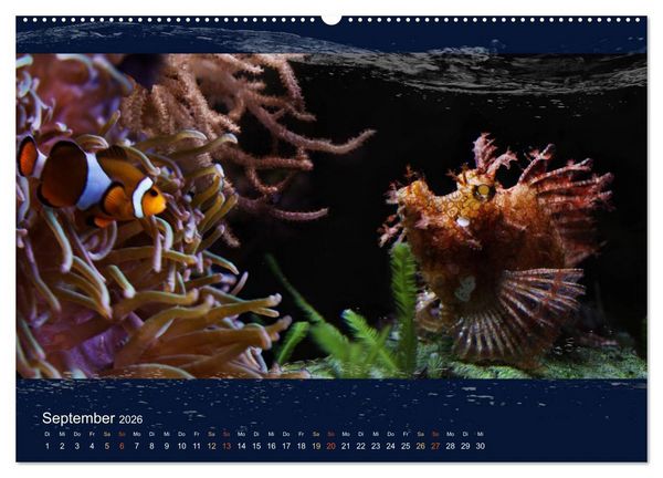Produktbild: Korallenfische im Lichtschimmer des Meeres (hochwertiger Premium Wandkalender 2026 DIN A2 quer), Kunstdruck in Hochglanz