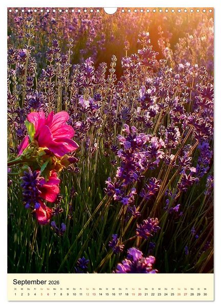 Produktbild: Provence Lavendel Paradies (Wandkalender 2026 DIN A3 hoch), CALVENDO Monatskalender