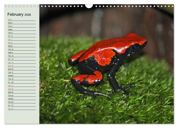 Produktbild: Poison dart frogs / UK-Version / Birthday Calendar (Wall Calendar 2026 DIN A3 landscape), CALVENDO 12 Month Wall Calendar