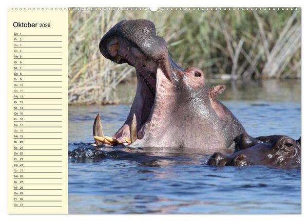 Produktbild: Afrika. Tiere in freier Wildbahn (Wandkalender 2026 DIN A2 quer), CALVENDO Monatskalender