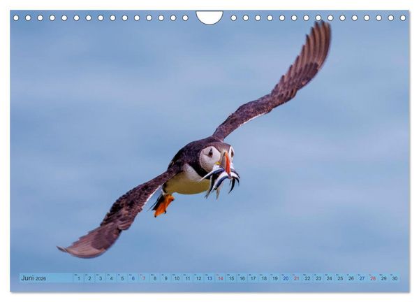 Produktbild: Papageientaucher - Farbenfrohe Flieger der Natur (Wandkalender 2026 DIN A4 quer), CALVENDO Monatskalender