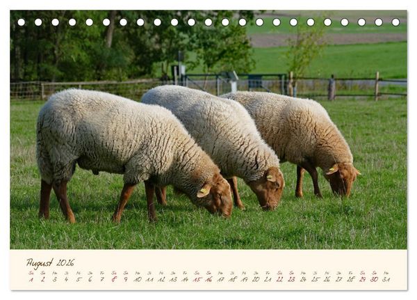 Produktbild: Coburger Fuchsschaf (Tischkalender 2026 DIN A5 quer), CALVENDO Monatskalender