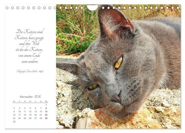Produktbild: Catlovers - Ein Jahr voller Samtpfoten und charmanten Weisheiten (Wandkalender 2026 DIN A4 quer), CALVENDO Monatskalender