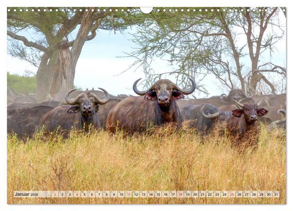 Produktbild: Tansania. Impressionen aus Ostafrika (Wandkalender 2026 DIN A3 quer), CALVENDO Monatskalender