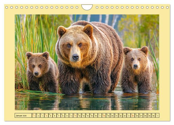 Produktbild: Im Herz der Wildnis. Die beeindruckende St&auml;rke und Stille der B&auml;ren (Wandkalender 2026 DIN A4 quer), CALVENDO Monatskalender