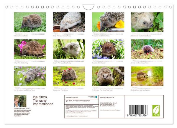 Produktbild: Igel 2026. Tierische Impressionen (Wandkalender 2026 DIN A4 quer), CALVENDO Monatskalender