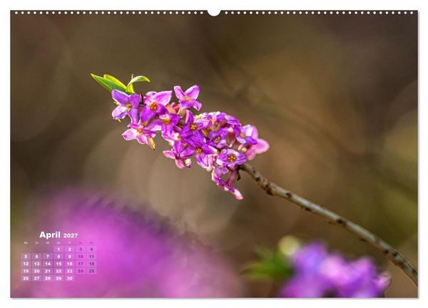 Produktbild: Waldspazierg&auml;nge: Entspannen - Kraft tanken - Besinnen auf sich selbst (Wandkalender 2027 DIN A2 quer), CALVENDO Monatskalender
