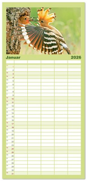Produktbild: Familienplaner 2026 - V&ouml;gel in unserer Heimat: Kiebitz, Wiedehopf und Turteltaube mit 5 Spalten (Wandkalender, 21 x 45 cm) CALVENDO
