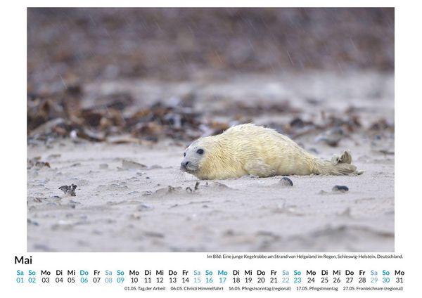 Produktbild: Robben am Strand von Helgoland
