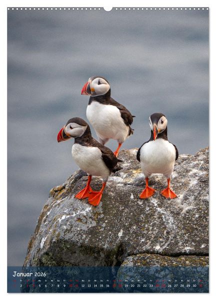 Produktbild: Naturerlebnis Puffin (hochwertiger Premium Wandkalender 2026 DIN A2 hoch), Kunstdruck in Hochglanz