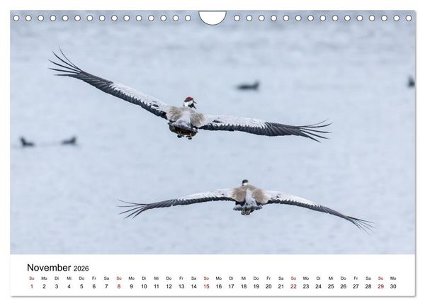 Produktbild: Kraniche im Erzgebirge (Wandkalender 2026 DIN A4 quer), CALVENDO Monatskalender