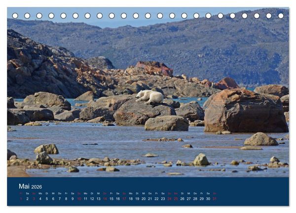 Produktbild: Das Leben der etwas "anderen" Eisb&auml;ren! (Tischkalender 2026 DIN A5 quer), CALVENDO Monatskalender