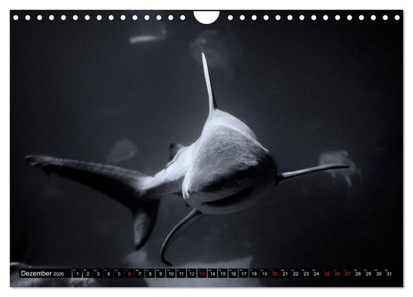 Produktbild: Meerestiere Bilder in Schwarz Weiss (Wandkalender 2026 DIN A4 quer), CALVENDO Monatskalender