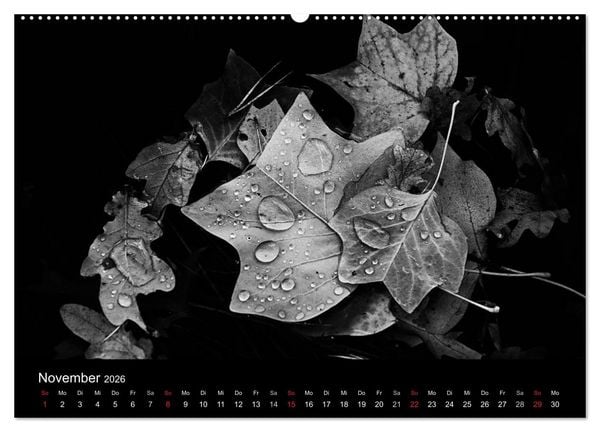 Produktbild: Das Licht in Schwarz und Wei&szlig; (Wandkalender 2026 DIN A2 quer), CALVENDO Monatskalender