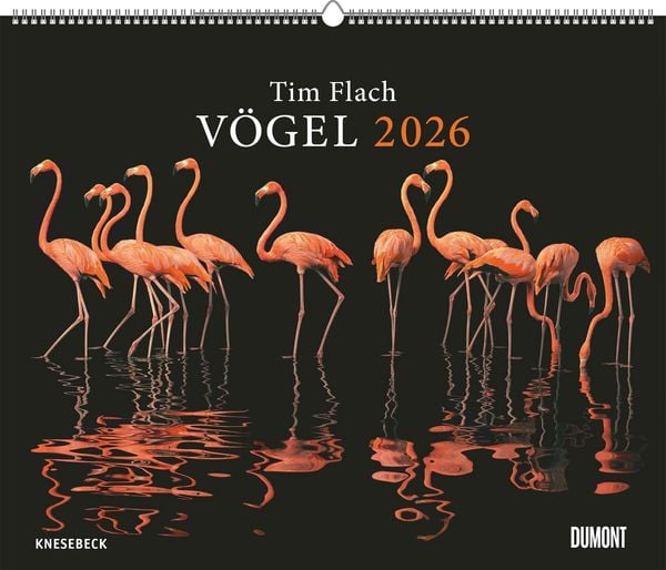 Produktbild: Tim Flach: Vögel 2026 – Posterkalender von DUMONT– Vogel-Porträts von Tim Flach – Poster-Format 50 x 70 cm