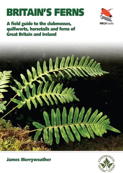 Produktbild: Ferns