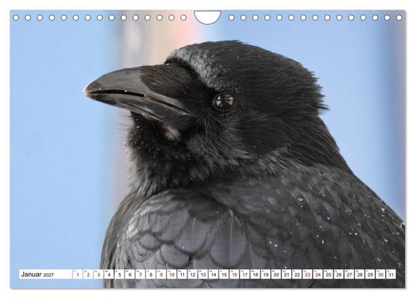 Produktbild: Im Auge der Kr&auml;he (Wandkalender 2027 DIN A4 quer), CALVENDO Monatskalender