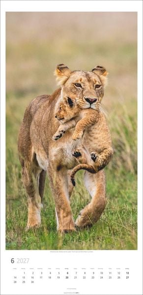 Produktbild: Big Cats Kalender 2027