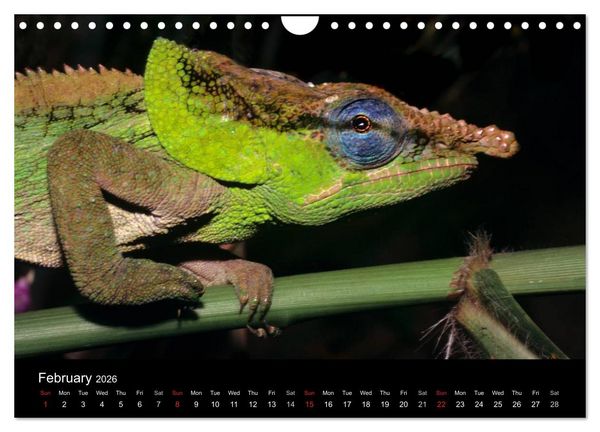 Produktbild: Chameleons Monsters of the African Bush (Wall Calendar 2026 DIN A4 landscape), CALVENDO 12 Month Wall Calendar