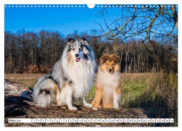 Produktbild: Traumhund Collie - Mein bester Freund (Wandkalender 2027 DIN A3 quer), CALVENDO Monatskalender