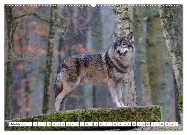 Produktbild: Tierwelt in den Canadian Rockies (hochwertiger Premium Wandkalender 2027 DIN A2 quer), Kunstdruck in Hochglanz