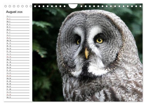 Produktbild: Greifv&ouml;gel, Eulen und K&auml;uze (Wandkalender 2026 DIN A4 quer), CALVENDO Monatskalender