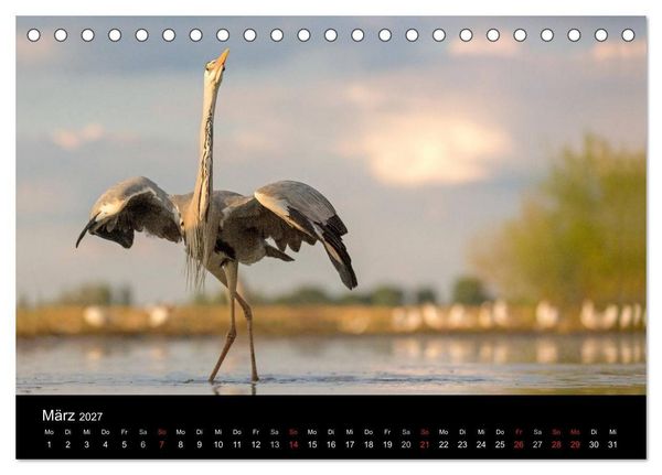 Produktbild: Reiher - Der Tanz auf dem Wasser (Tischkalender 2027 DIN A5 quer), CALVENDO Monatskalender