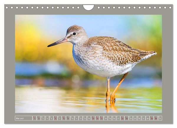 Produktbild: Limikolen - Watv&ouml;gel aus Europa (Wandkalender 2027 DIN A4 quer), CALVENDO Monatskalender