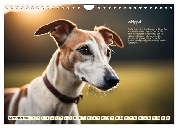 Produktbild: Windhunde im Portrait (Wandkalender 2026 DIN A4 quer), CALVENDO Monatskalender