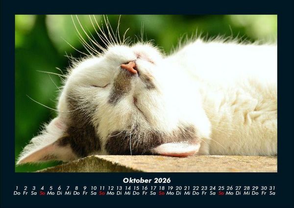 Produktbild: F&uuml;r Katzenfreunde 2026 Fotokalender DIN A4