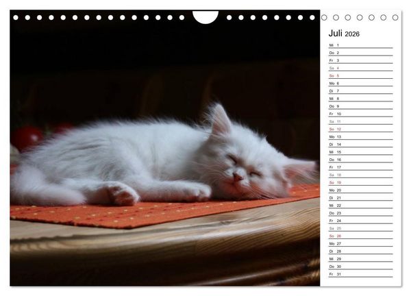 Produktbild: Aus der Kinderstube der Perserkatze (Wandkalender 2026 DIN A4 quer), CALVENDO Monatskalender