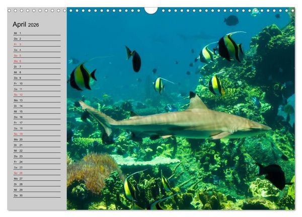 Produktbild: Haie (Wandkalender 2026 DIN A3 quer), CALVENDO Monatskalender