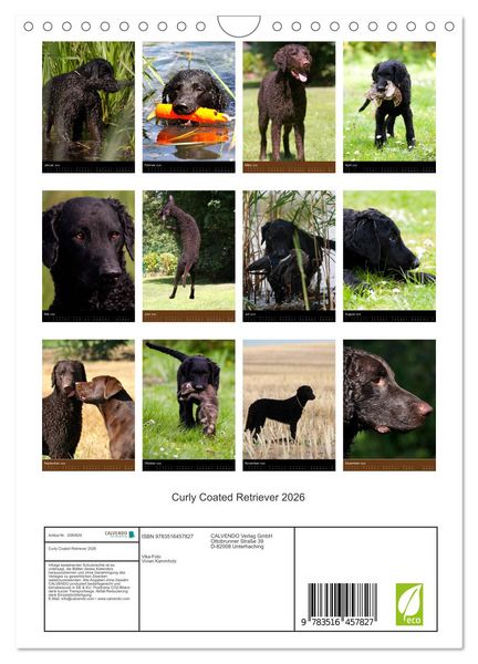 Produktbild: Curly Coated Retriever 2026 (Wandkalender 2026 DIN A4 hoch), CALVENDO Monatskalender