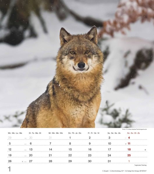 Produktbild: Mythos Wolf 2026 - Foto-Kalender - Wand-Kalender - 30x34