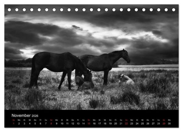 Produktbild: Pferde 2026 Wild Thing (Tischkalender 2026 DIN A5 quer), CALVENDO Monatskalender