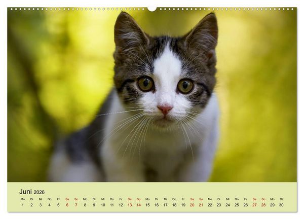 Produktbild: Junge Katzen im Wald (Wandkalender 2026 DIN A2 quer), CALVENDO Monatskalender