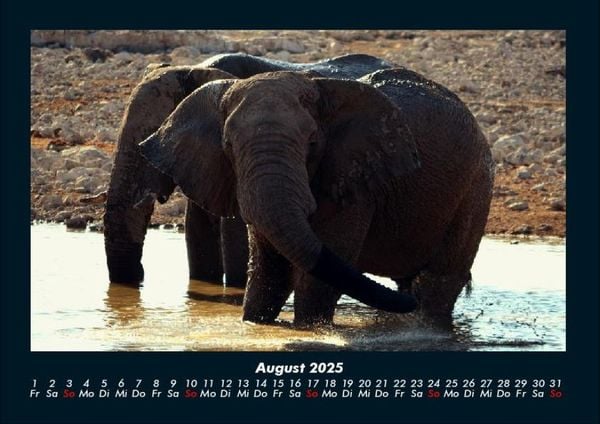 Produktbild: Der Elefantenkalender 2025 Fotokalender DIN A4