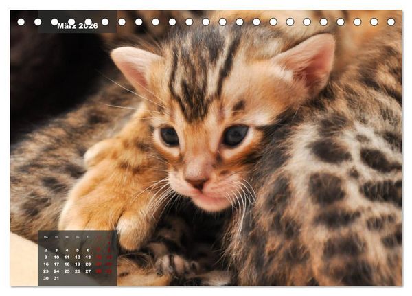 Produktbild: Bengal K&auml;tzchen (Tischkalender 2026 DIN A5 quer), CALVENDO Monatskalender