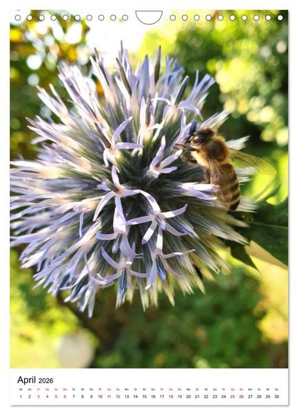 Produktbild: Imkers flei&szlig;igste Bienen - So arbeiten meine Immen &ndash; Originalaufnahmen aus erster Hand (Wandkalender 2026 DIN A4 hoch), CALVENDO Monatskalender