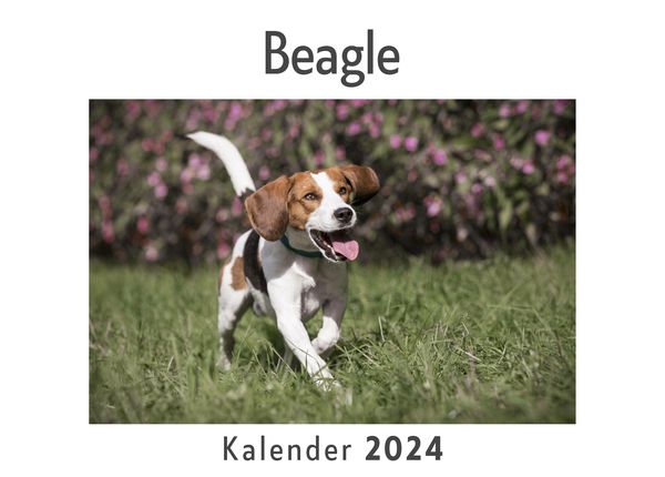 Produktbild: Beagle (Wandkalender 2024, Kalender DIN A4 quer, Monatskalender im Querformat mit Kalendarium, Das perfekte Geschenk)
