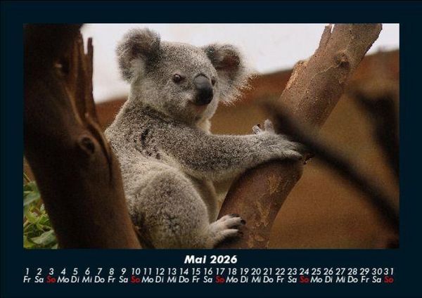 Produktbild: Koala 2026 Fotokalender DIN A5