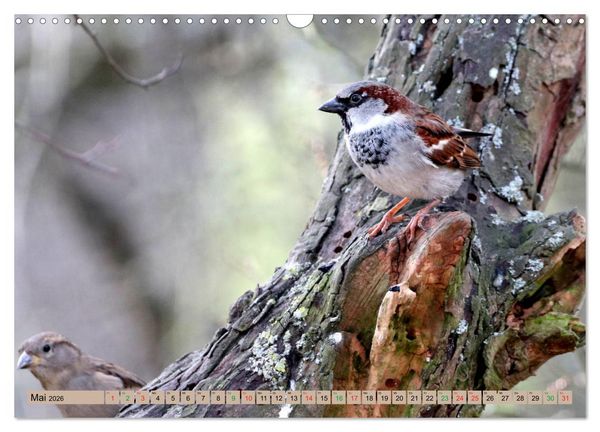 Produktbild: Gefiederte Gesellen - V&ouml;gel aus Wald und Garten (Wandkalender 2026 DIN A3 quer), CALVENDO Monatskalender