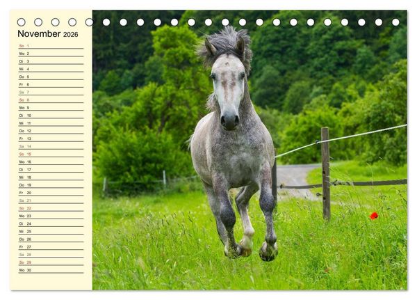 Produktbild: Traumpferd Lipizzaner (Tischkalender 2026 DIN A5 quer), CALVENDO Monatskalender